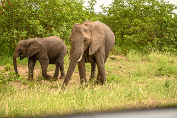 Obraz premium Wild african elephant close up, Botswana, Africa