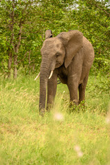 Fototapeta premium Wild african elephant close up, Botswana, Africa