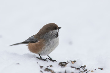 boreal chickadee in winter