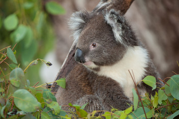 portrait of koala bear in eucalyptus tree