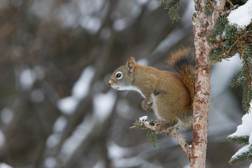Naklejka na ściany i meble American red squirrel in winter