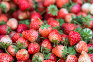 Harvested ripe strawberry fruits organic for healthy