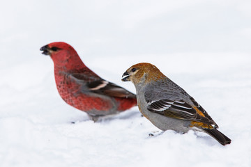 pine grosbeak pair in winter