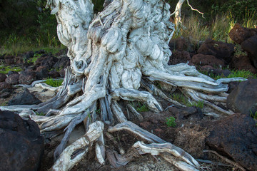 roots and trunk of spooky white tree 