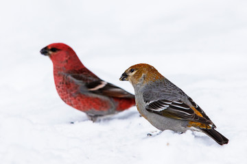 pine grosbeak pair in winter