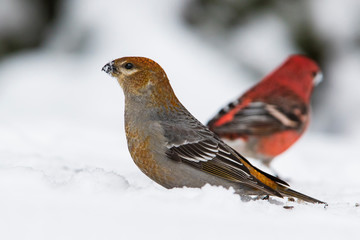 pine grosbeak pair in winter