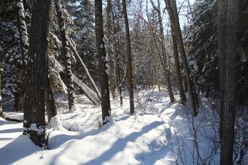 Winters Trail, Whitemud Park, Edmonton, Alberta