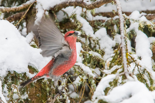 Male pine grosbeak in winter