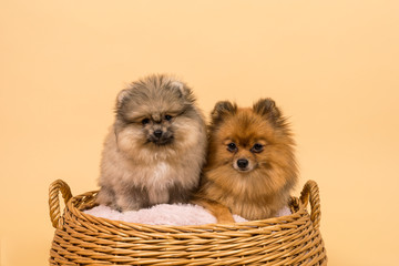 Two small Pomeranian puppies sitting in a basket with a beige background