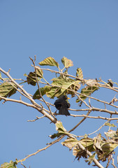 blackbird on a tree