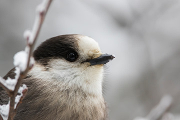 The grey jay (Perisoreus canadensis), also gray jay, Canada jay, camp robber, or whisky jack