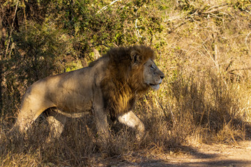 Lion in the kruger