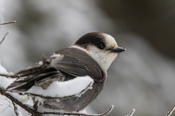 The grey jay (Perisoreus canadensis), also gray jay, Canada jay, camp robber, or whisky jack