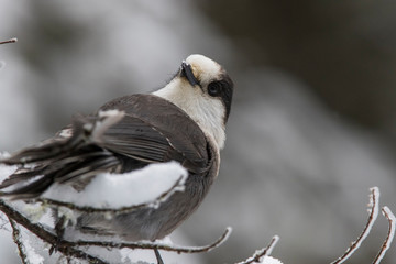 The grey jay (Perisoreus canadensis), also gray jay, Canada jay, camp robber, or whisky jack
