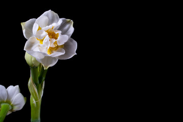 Young white narcissus (Narcissus poeticus L.) with a green stem. Not fully developed petals. Ideal for product label. Isolated on black background.