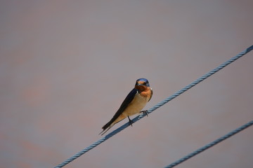swallow on the wire
