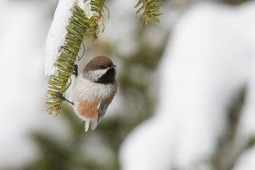 boreal chickadee in winter