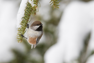 Obraz na płótnie Canvas boreal chickadee in winter