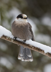 The grey jay (Perisoreus canadensis), also gray jay, Canada jay, camp robber, or whisky jack