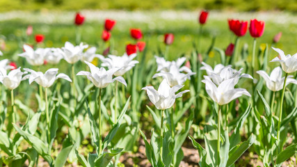 Beautiful red and white tulips, spring nature park and sunny weather. Delicate nature scene