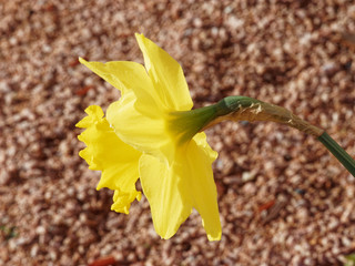 Narcissus pseudonarcissus - Narcisses ou Jonquilles jaunes