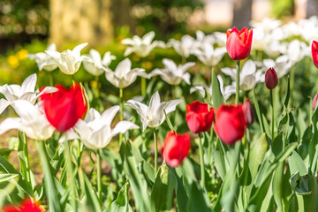 Beautiful red and white tulips, spring nature park and sunny weather. Delicate nature scene