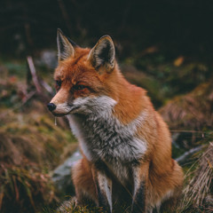 red fox vulpes vulpes