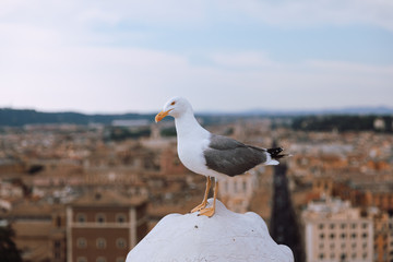 Mediterranean gull seating on roof of Vittoriano in Rome, Italy