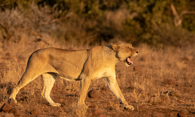 Lion hunting