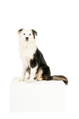 Australian Shepherd dog in white background looking at the camera