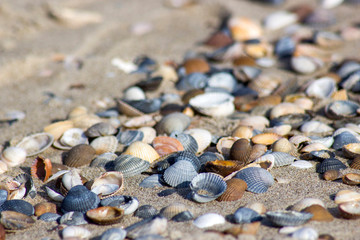 sea shells on the beach in the Netherlands, Renesse, Zeeland