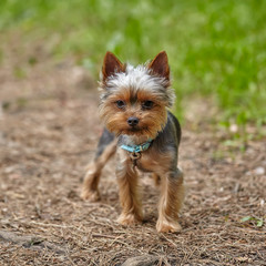 Yorkshire terrier standing in the summer park