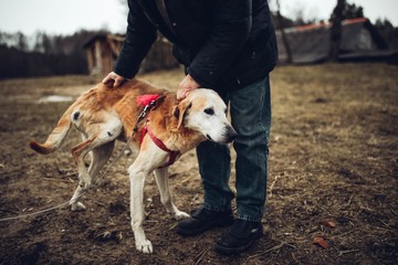 Thin red dog suffering from dystrophy and cancer. The concept of rehabilitation of animals after...