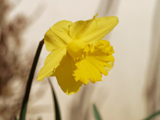 Narcissus pseudonarcissus - Narcisses ou Jonquilles jaunes 