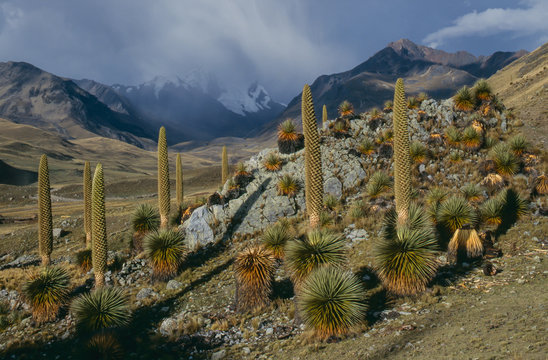 huge puya plants flowering high in the andes in peru