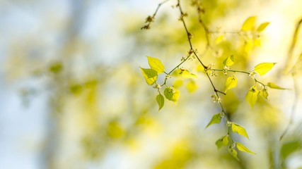 Fresh green leaves soft sunlight and delicate blue sky. Nature background