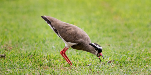 Bird Eating a worm