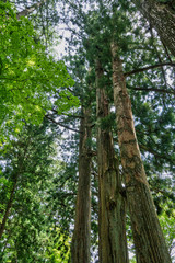 Fototapeta premium 夏の景色