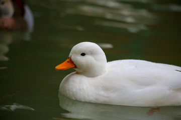 white cute duck