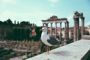 Mediterranean gull seating on stones of Roman forum in Rome, Italy
