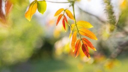 Obraz premium Beautiful leaves of the walnut tree on a sunny blurred background