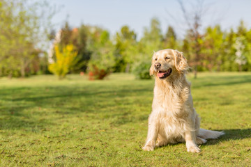 Beauty Golden retriever dog in the park