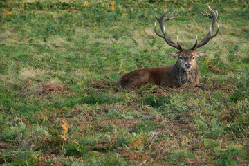 Red Deer Stag in Richmond Park, London, UK