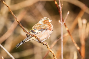 common chaffinch sitting on a branch in the sun
