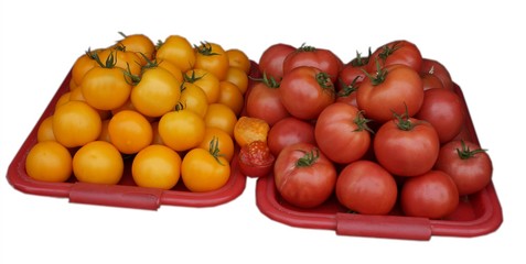 yellow and red tomatoes