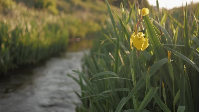 A calm river running through tall grass with yellow flower in Cold Hawaii, Denmark
