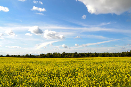 huge field with yellow flowers