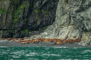 Northern sea lions near Columbia bay
