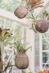 Houseplants hanging in unusual flower pots. Plants for decor. Gardening