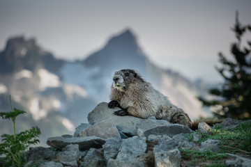 Majestic Marmot